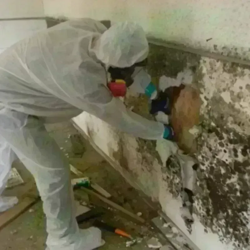 Mold Remediation and Removal in Hurricane, UT